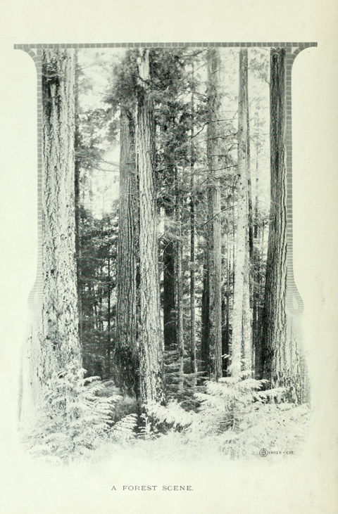 Forest Acres view 1