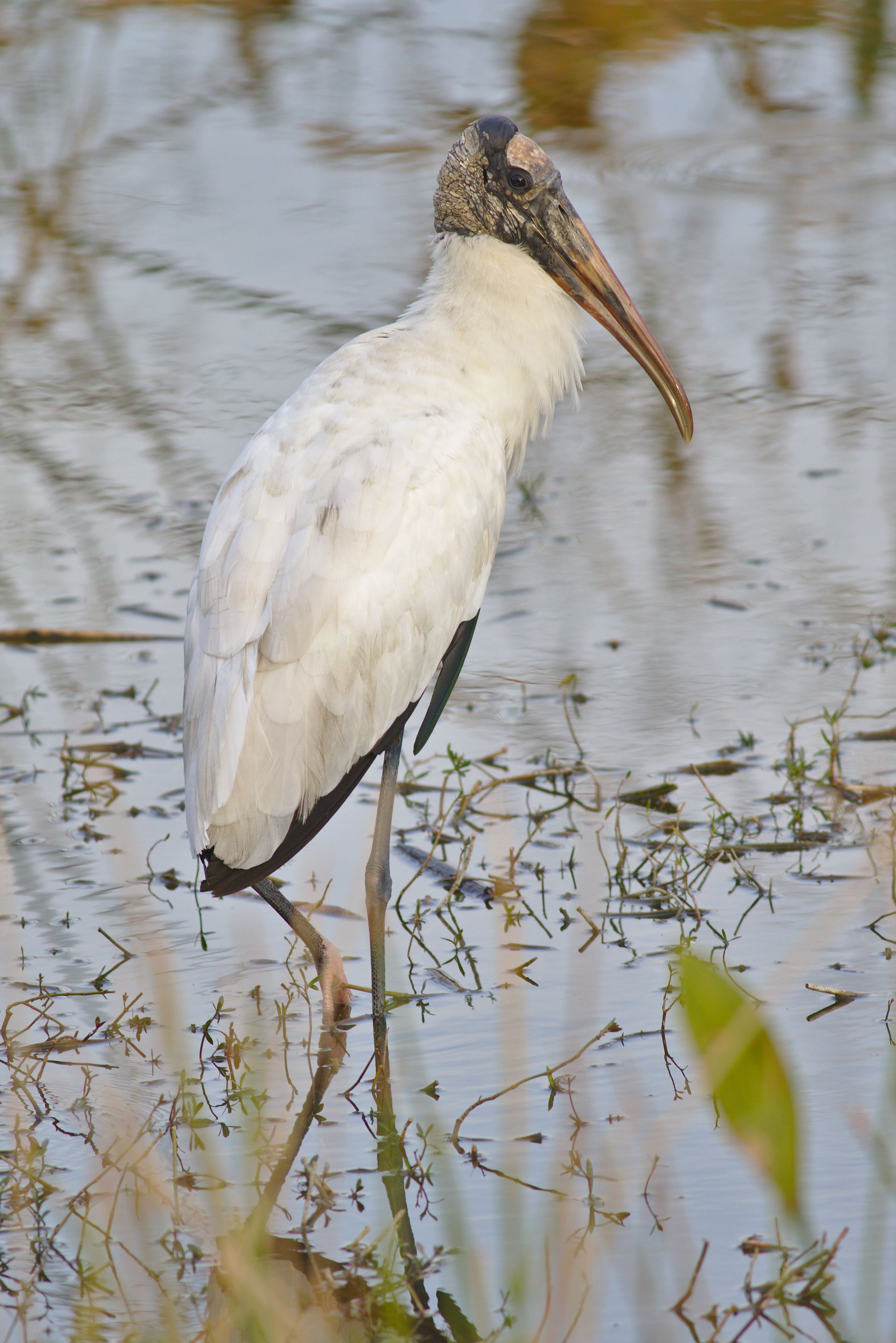 Alachua County view 5