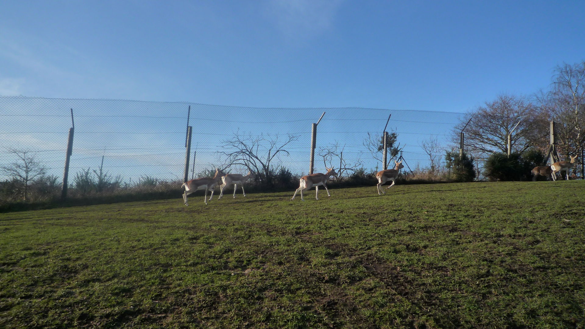 Animals at West Midland Safari Park