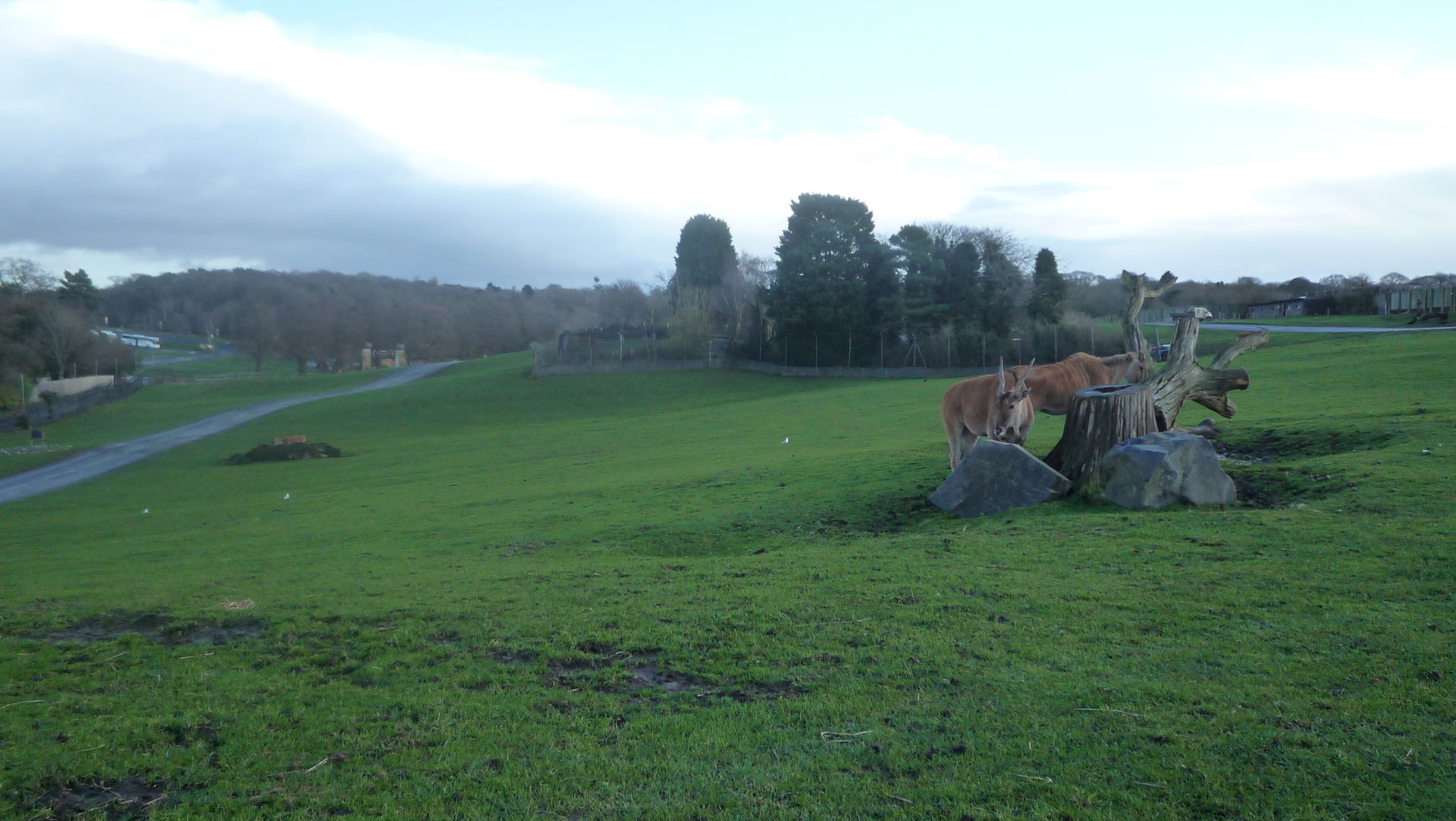 Animals at West Midland Safari Park
