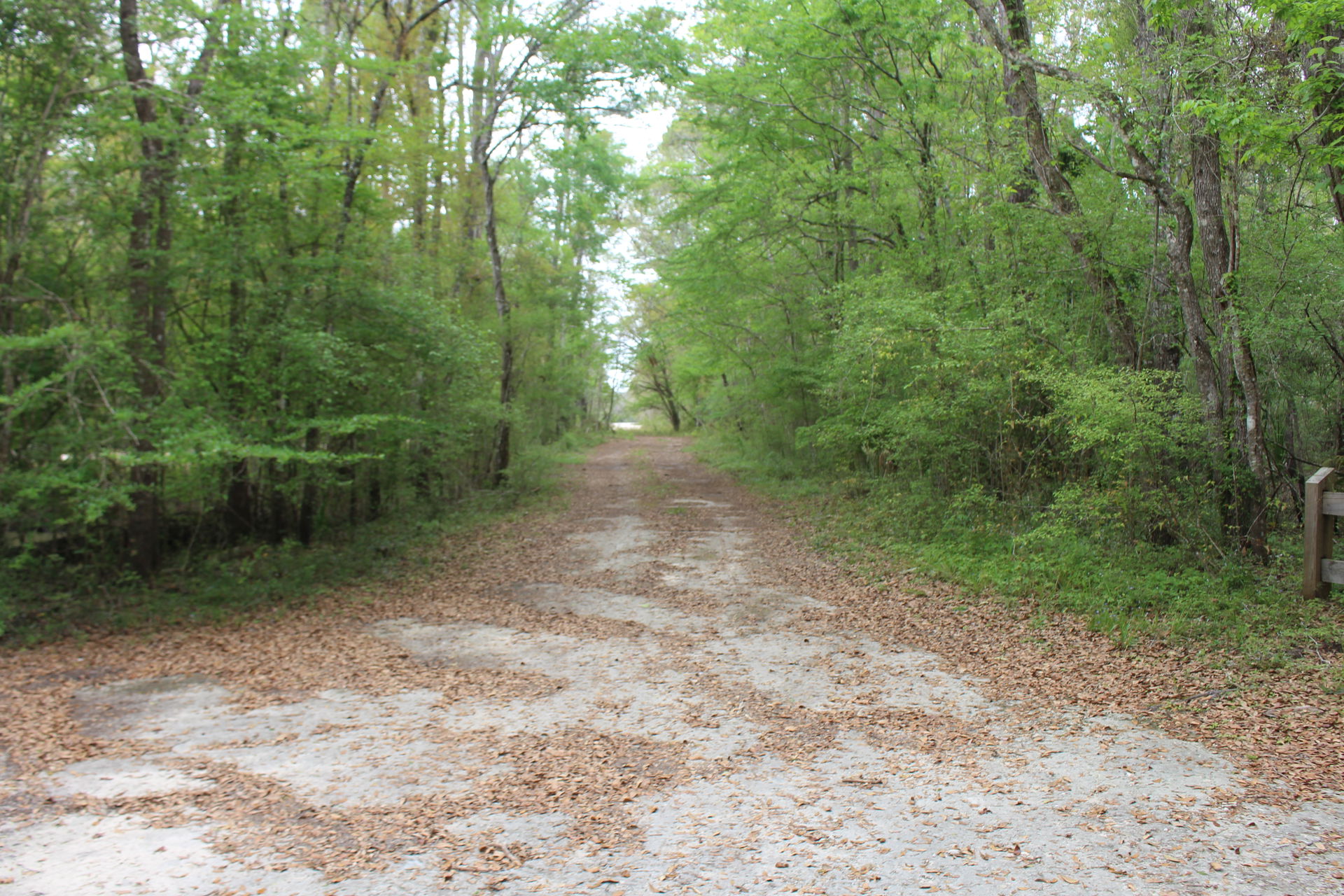 Steinhatchee Springs Wildlife Management Area in Dixie County, …