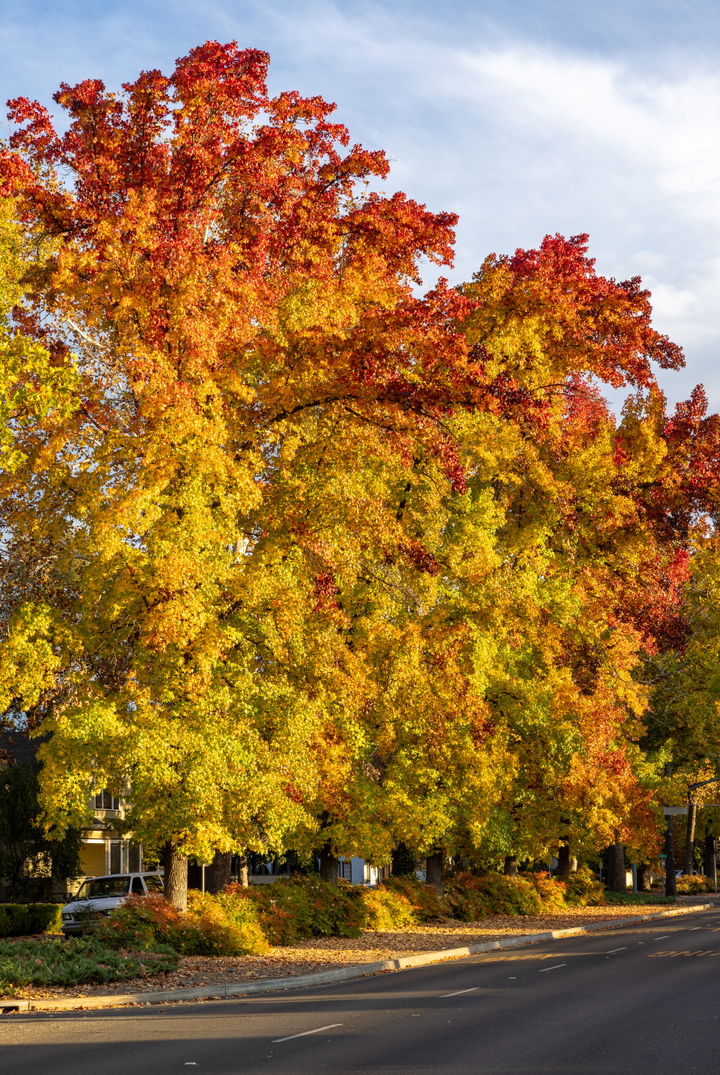 City of Chico district