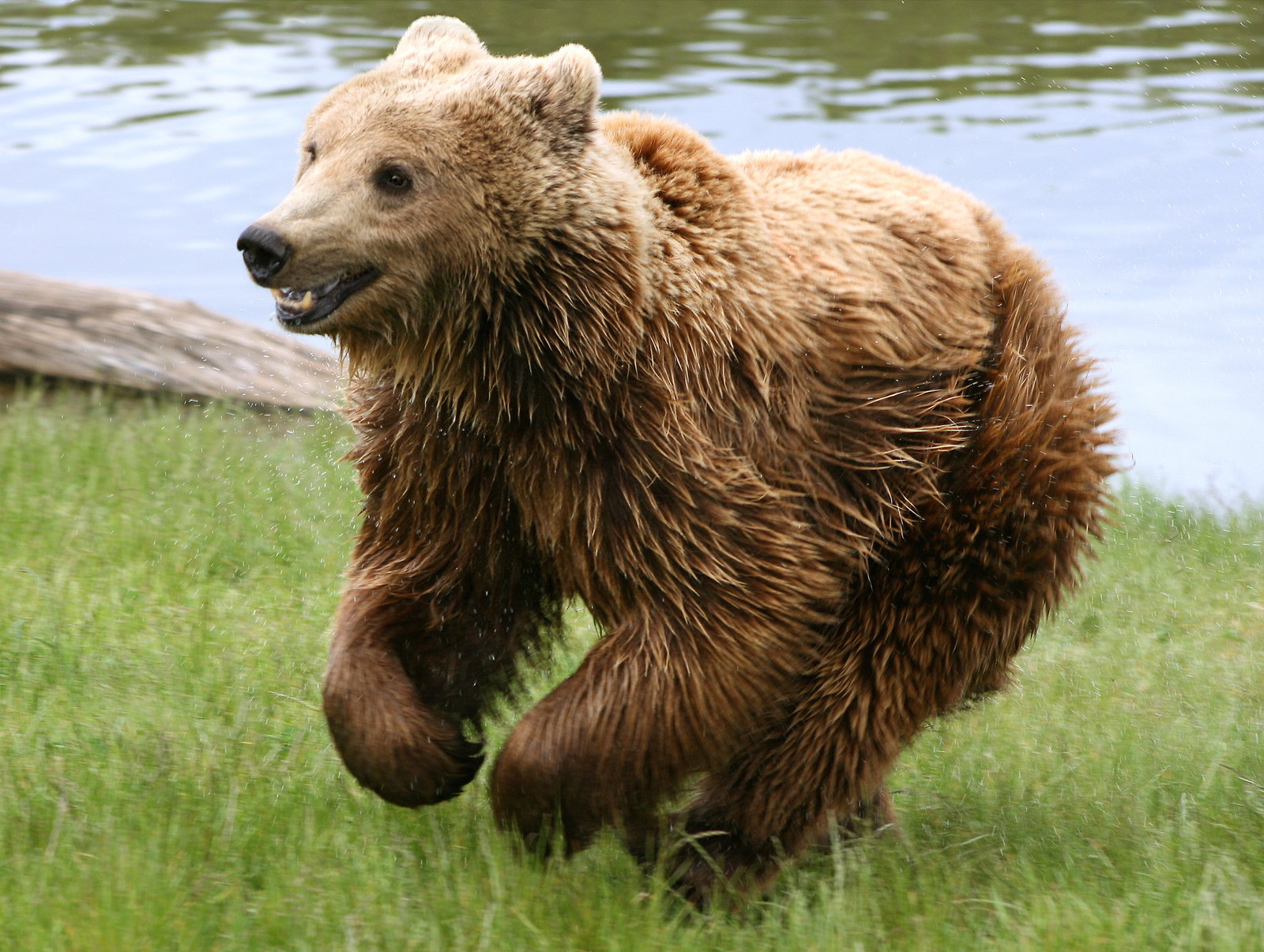 Ursus district