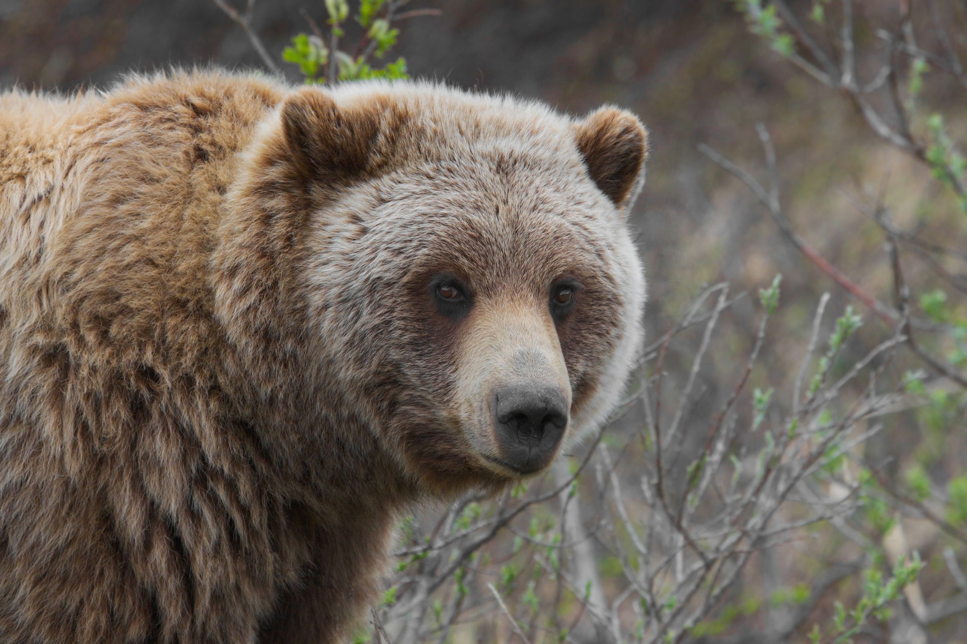 Ursus view 4