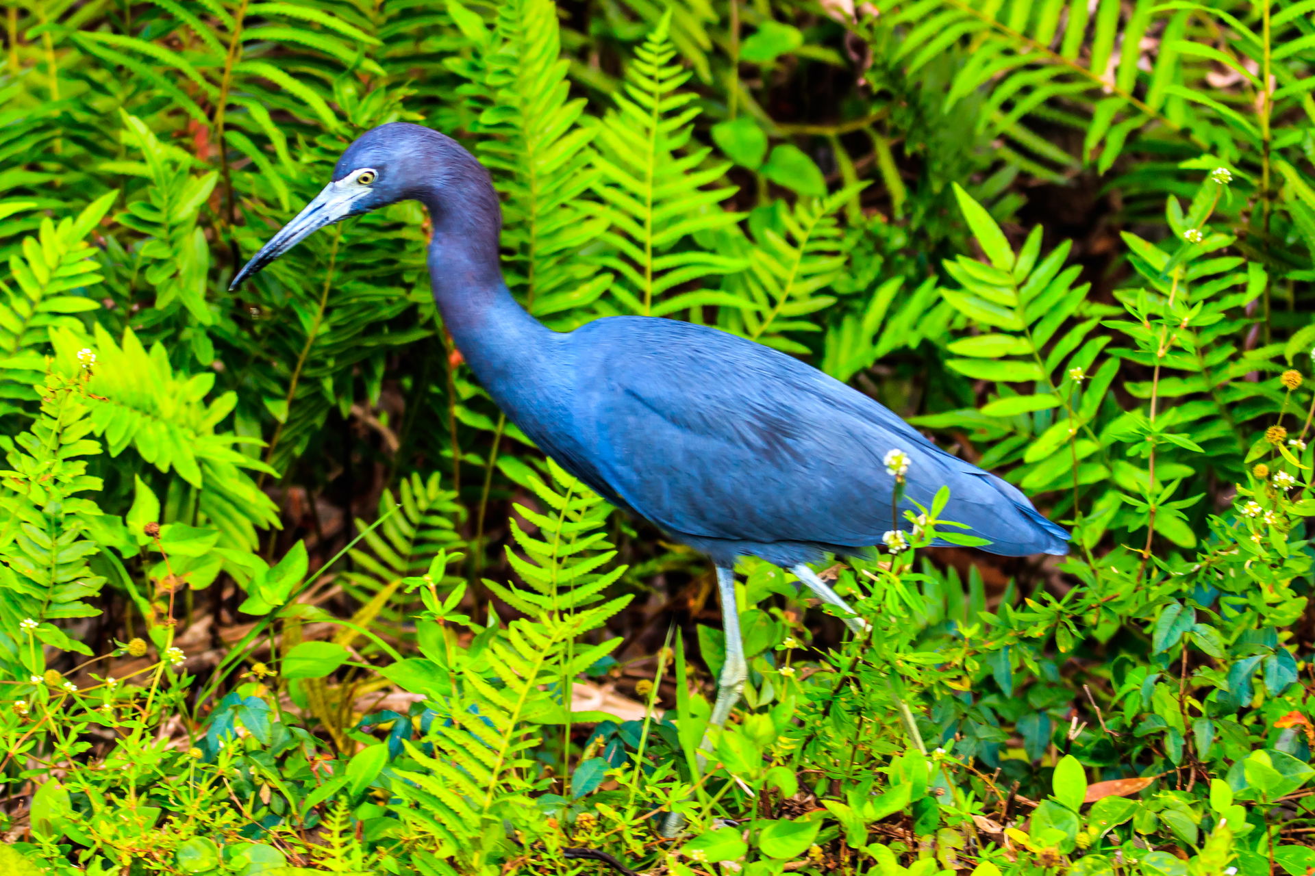 Shark Valley..bird Paradise W of Miami...Little Blue Heron (Egr…
