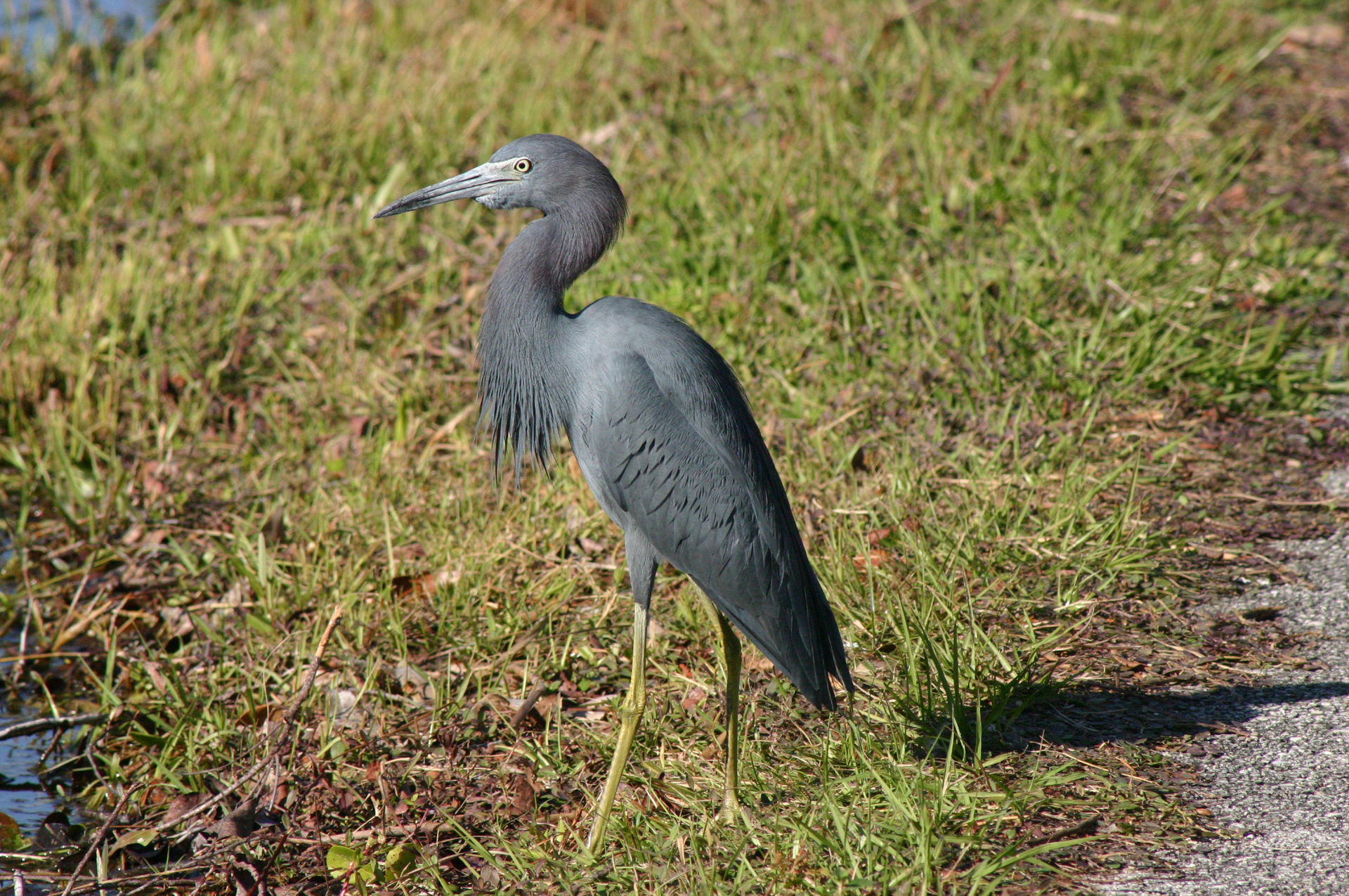 Nonbreeding adult Little Blue Heron Egretta caerulea, Shark Val…