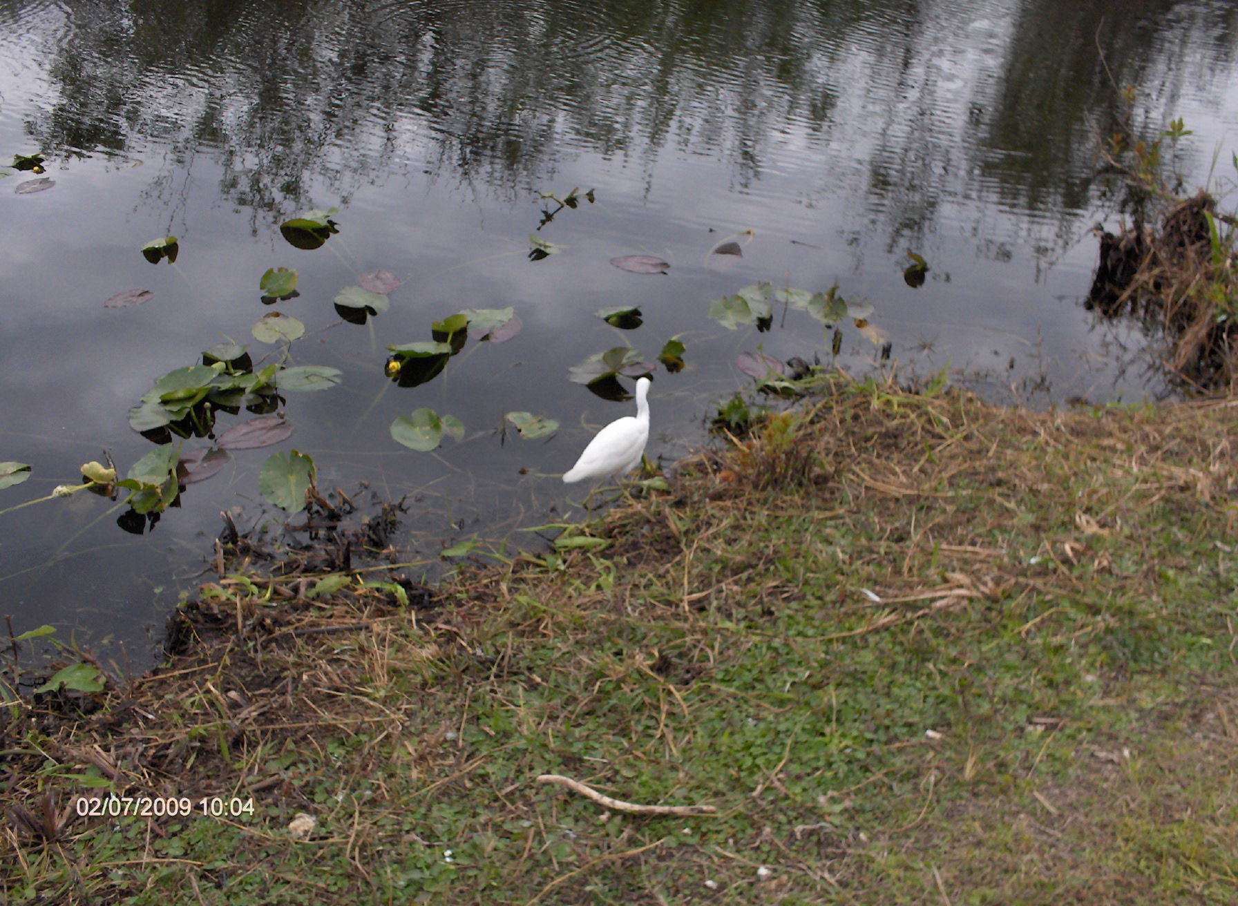 A Little Blue Heron in Shark Valley!!!