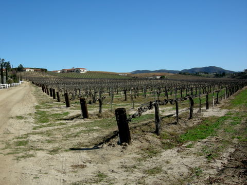 Wine Country view 3