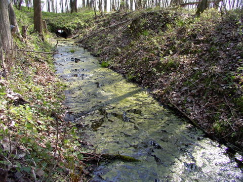 Jaroty view 3