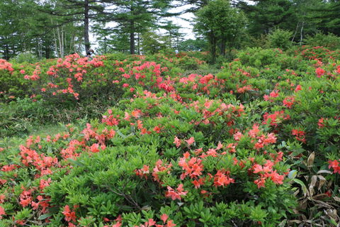 Azalea District view 2