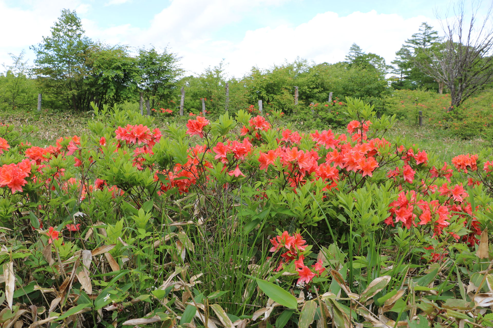 Azalea District view 4