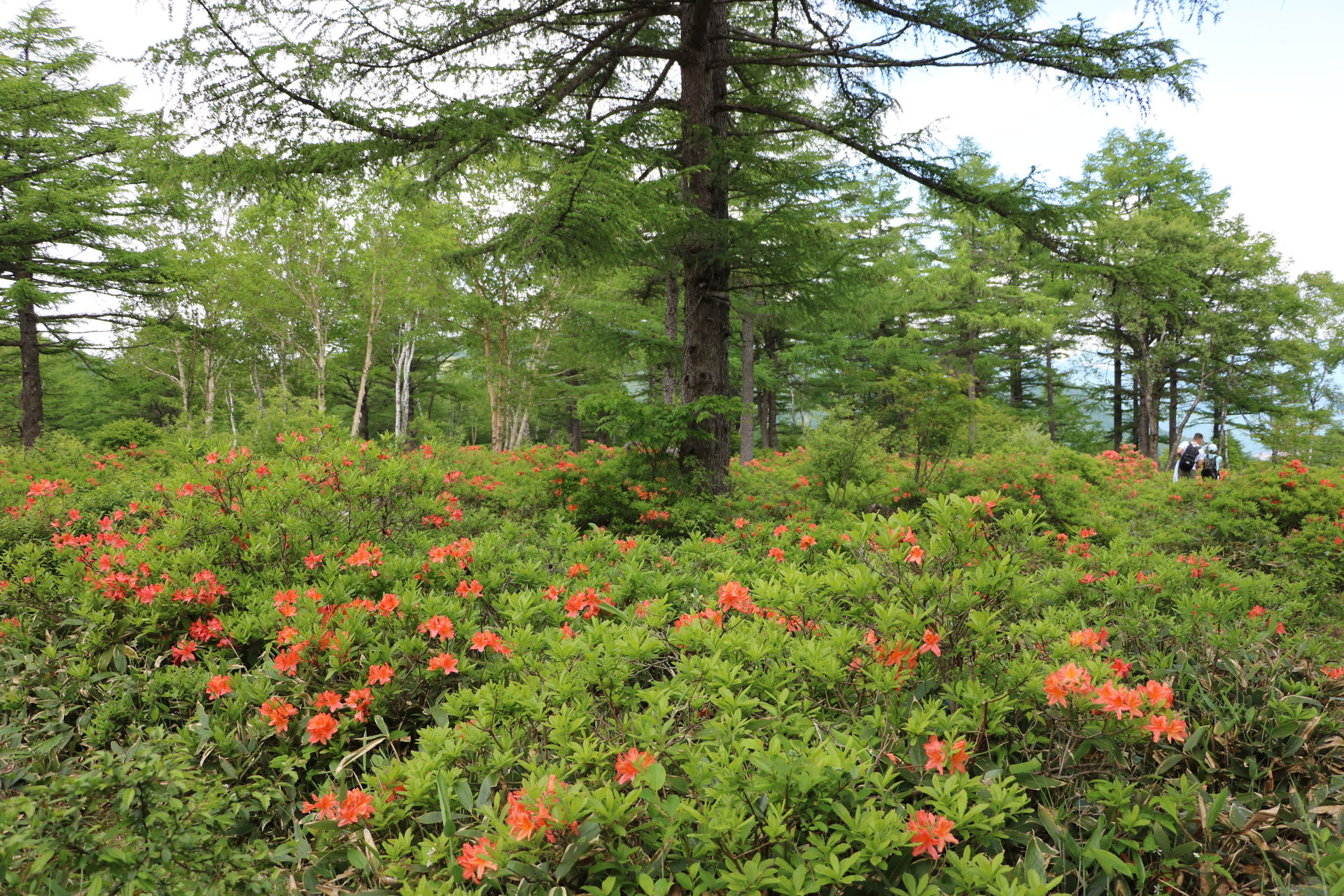 Azalea District view 5