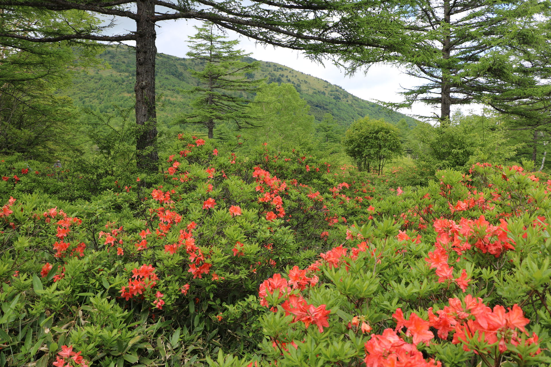 Azalea District view 3