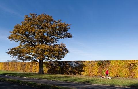 Oak Tree view 1