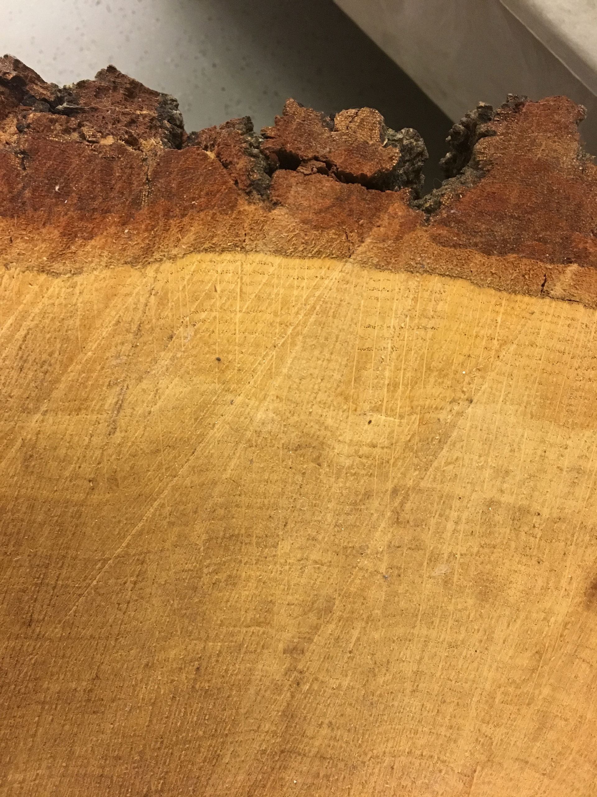 Oak Tree view 4