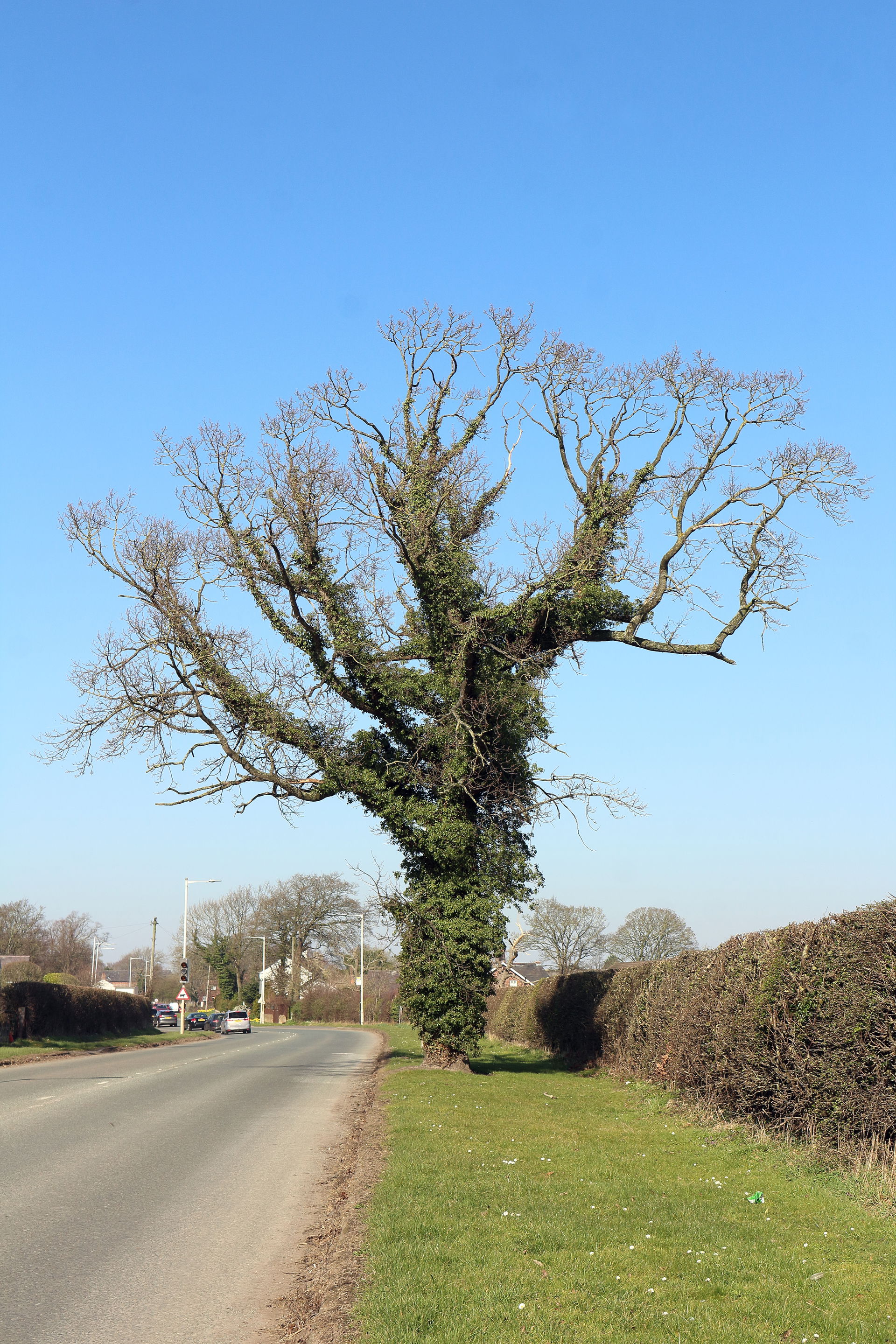 Oak Tree view 5