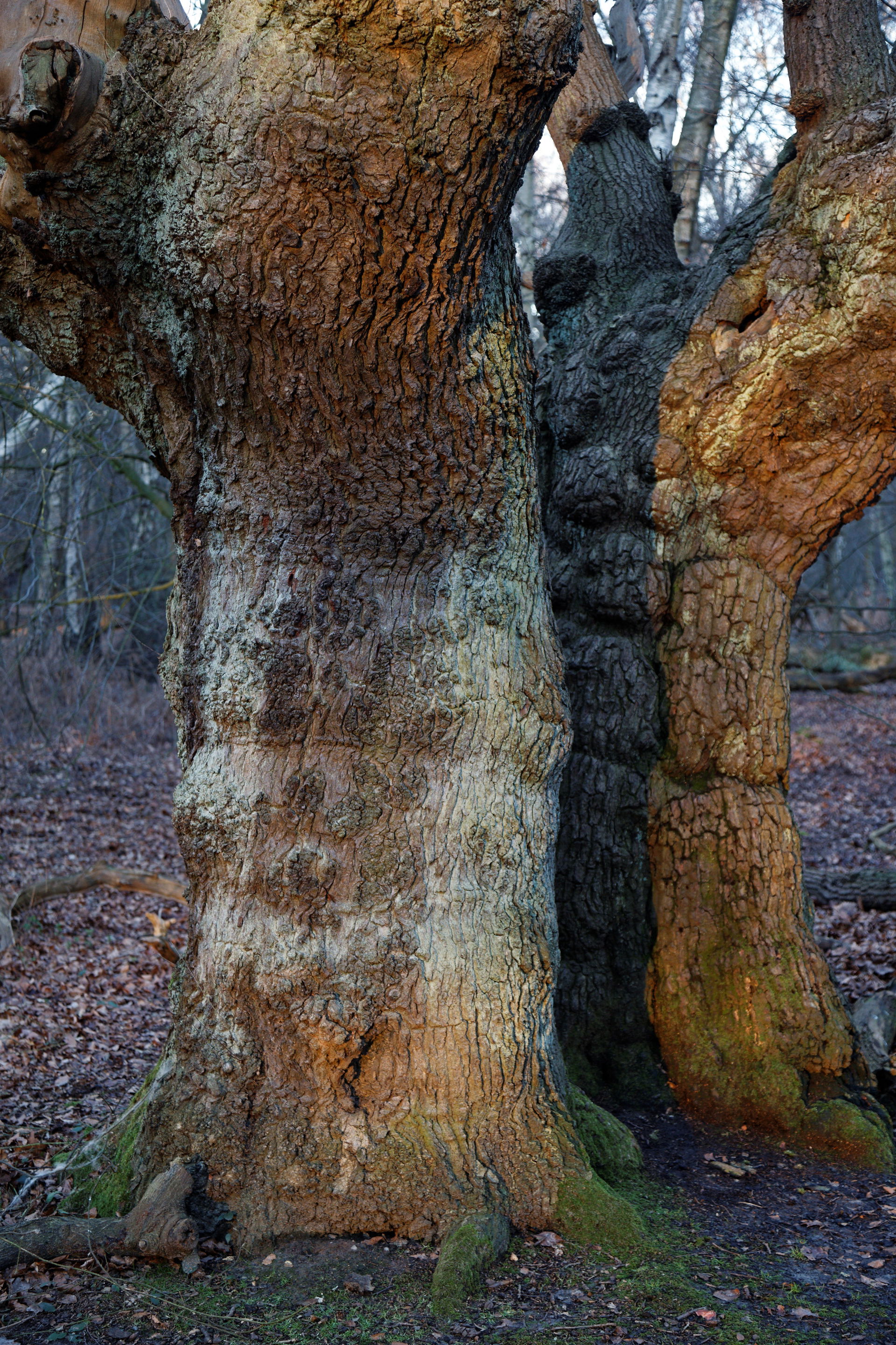 Oak Tree view 2