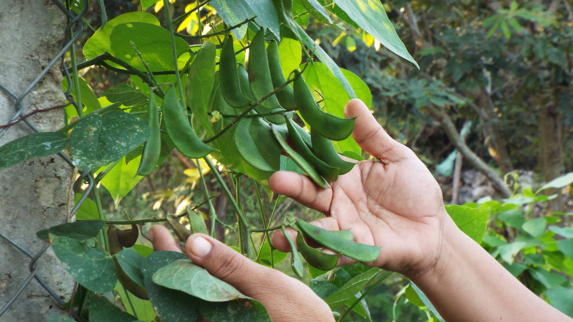 Cultivo de frijollia o conocido en Yucatán como ibes
