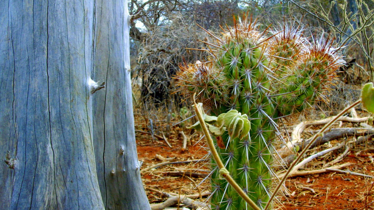 Vegetação típica da caatinga na região do Alto Vale da Bacia do…