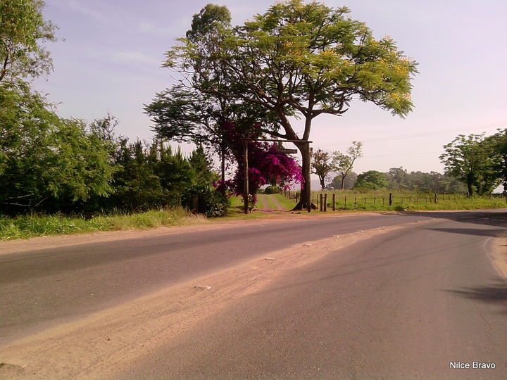 Guajuviras district
