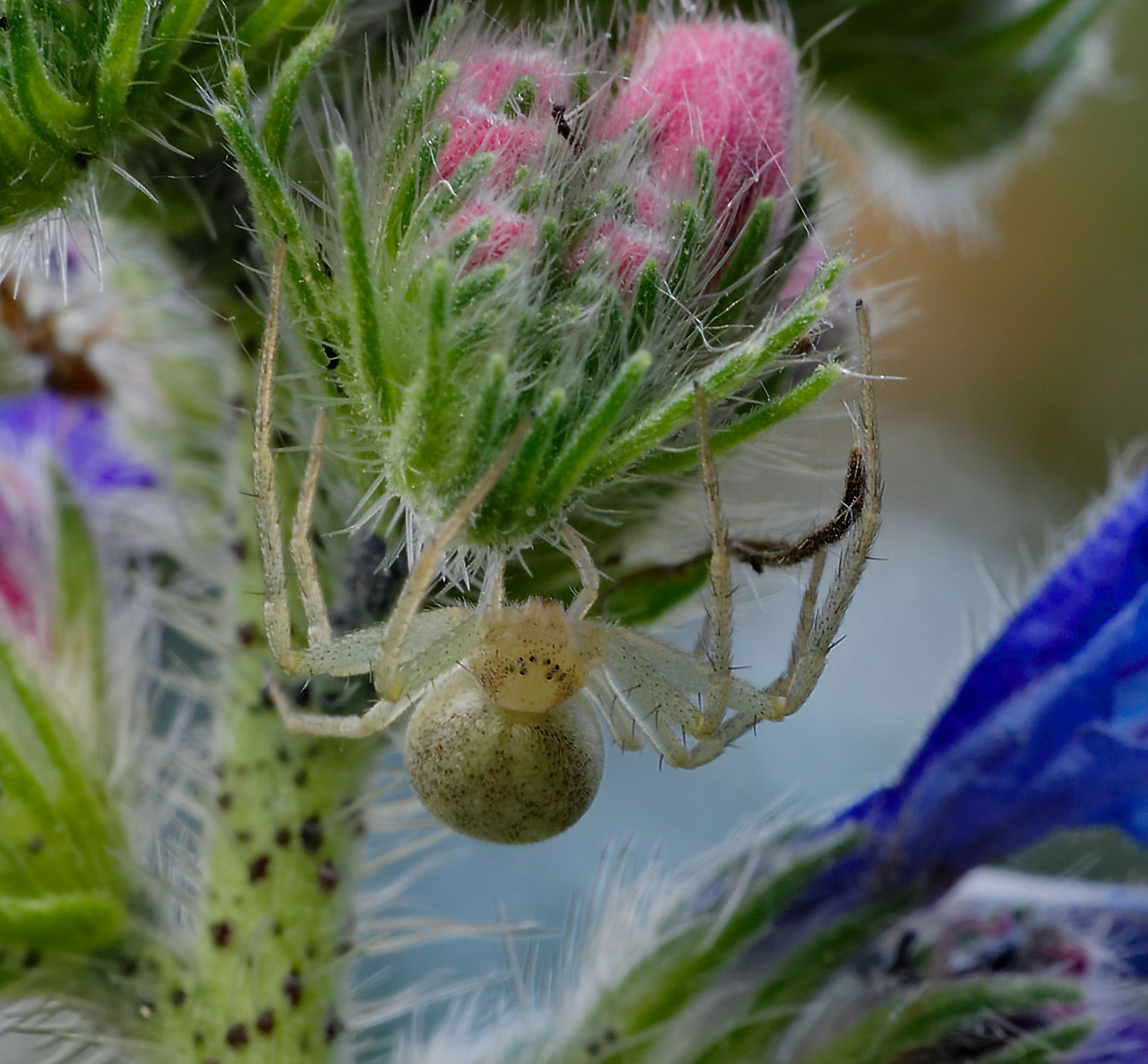 Laufspinne - Philodromus sp., Weibchen. Aufgenommen am See in P…