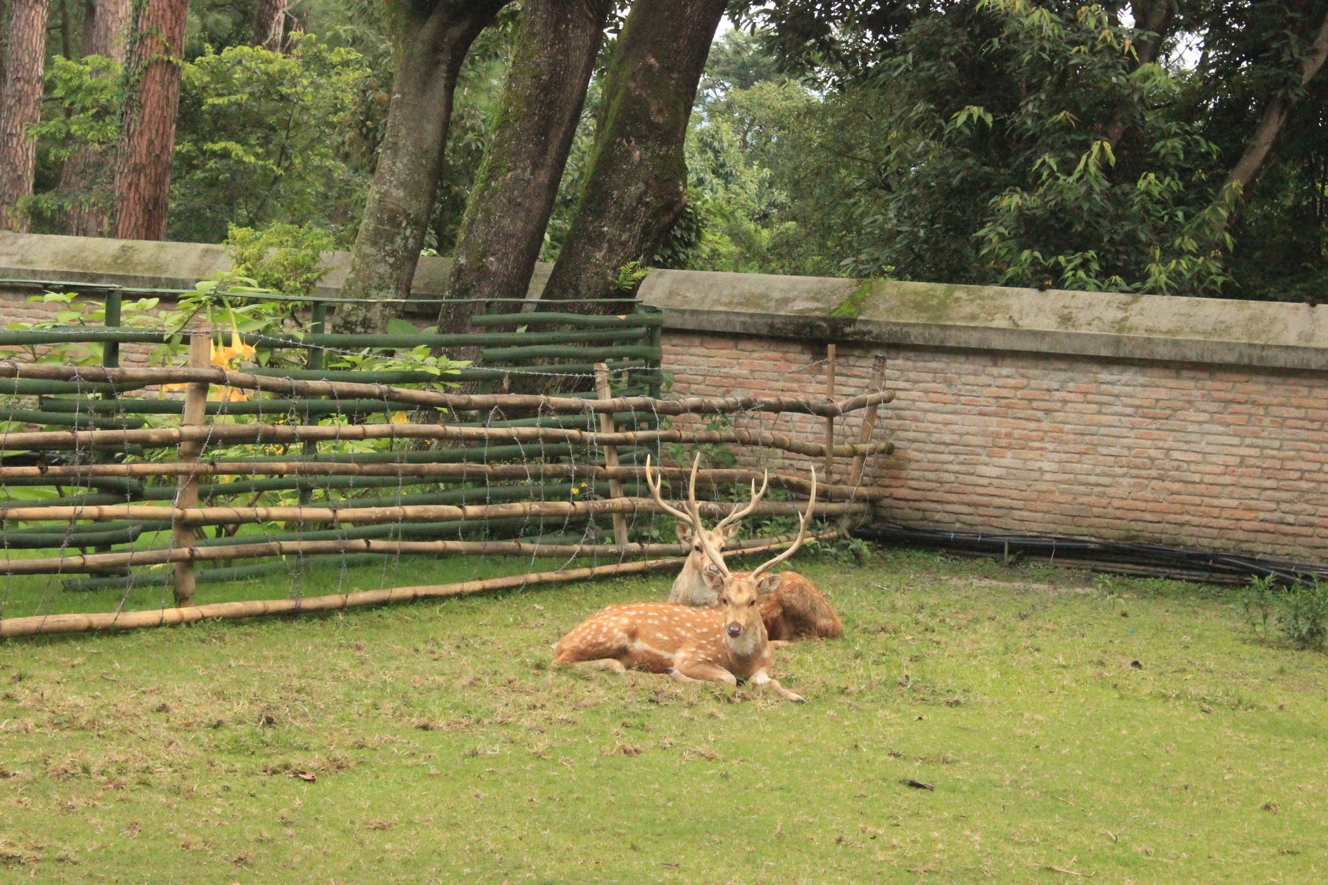 Deer at Gokarna Reserve Forest.
