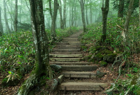 Forest view 2