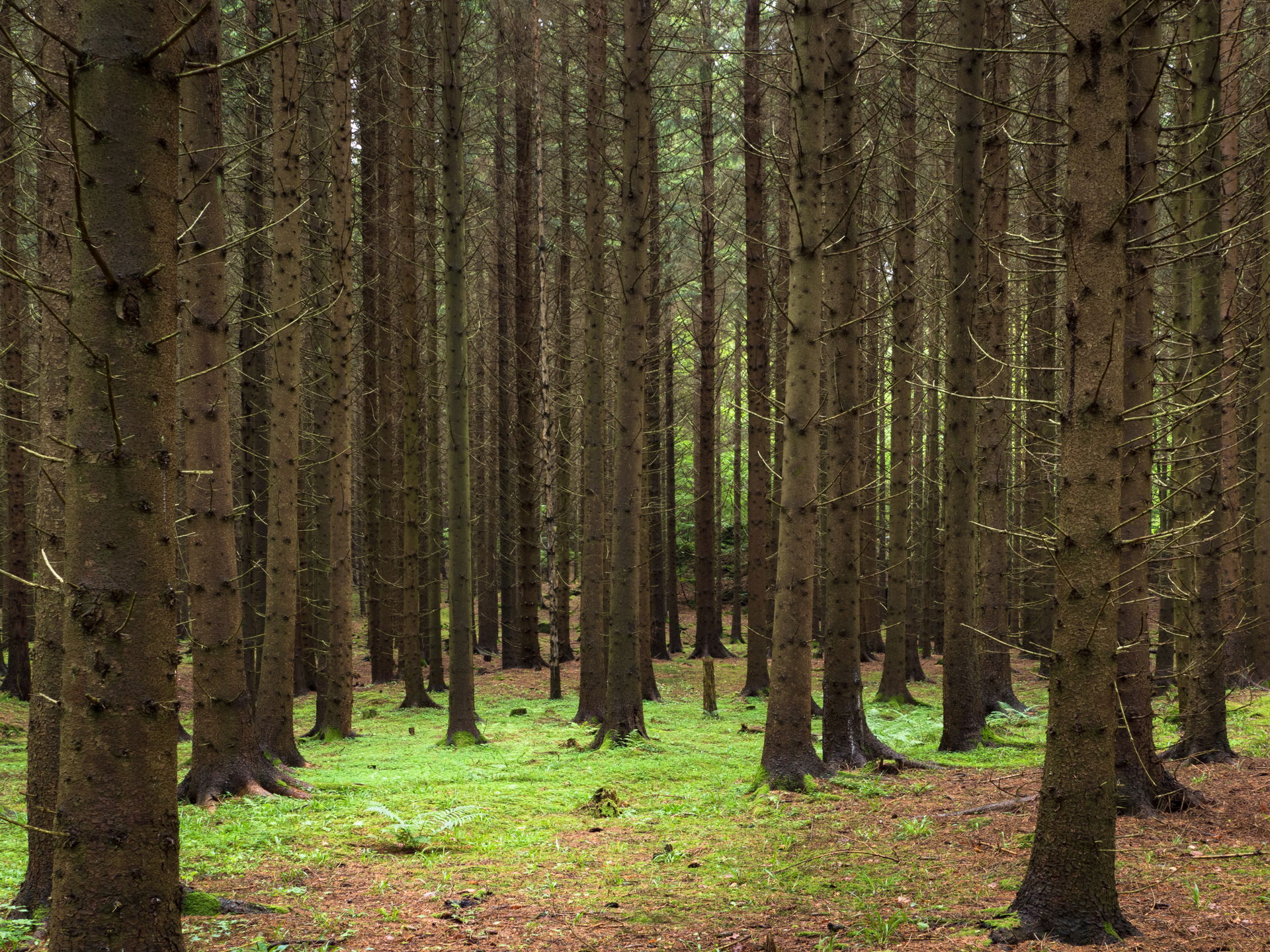 Forest view 1