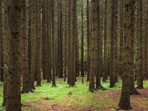 Forest view 1