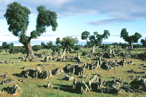 North view 2