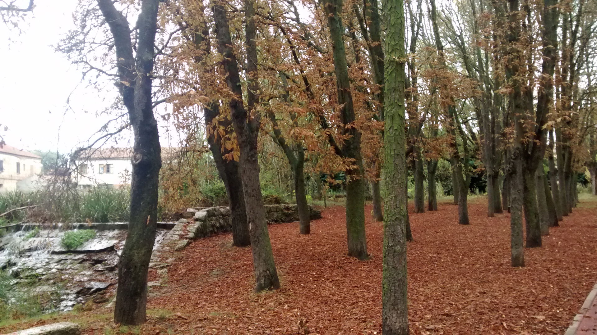 Parque del Sotillo de los Canónigos en otoño