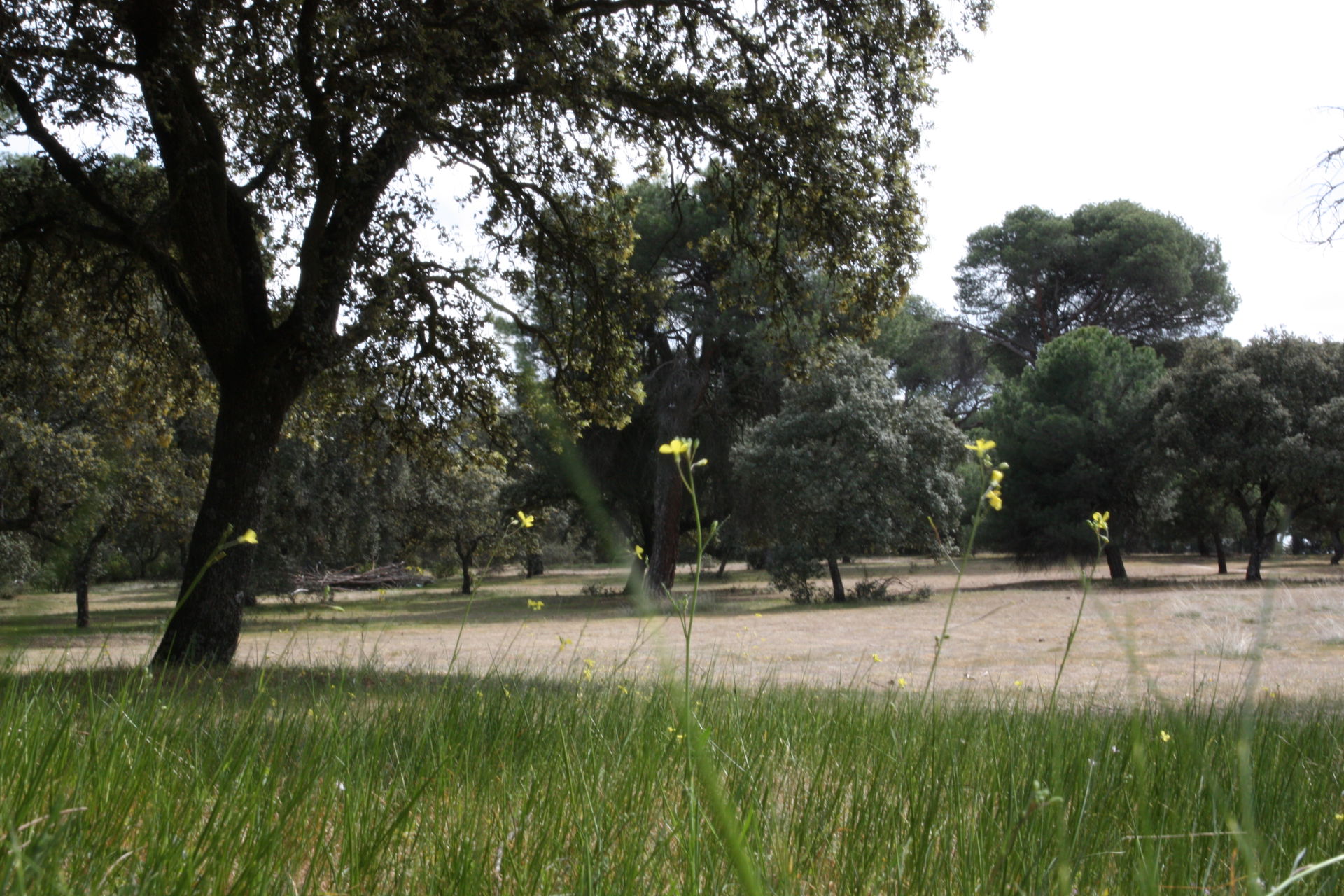 entre aravaca, el pozuelo y majadahonda