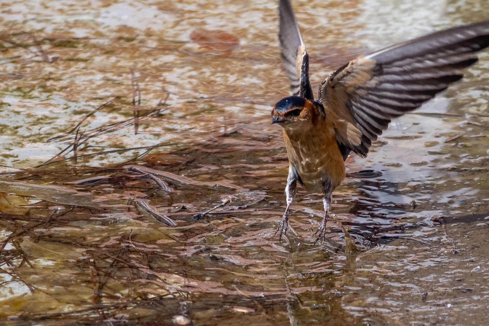 Golondrina (Cecropis rufula) en una finca particular en La Caba…