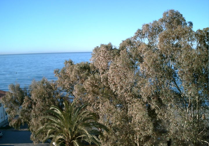 Marbella district