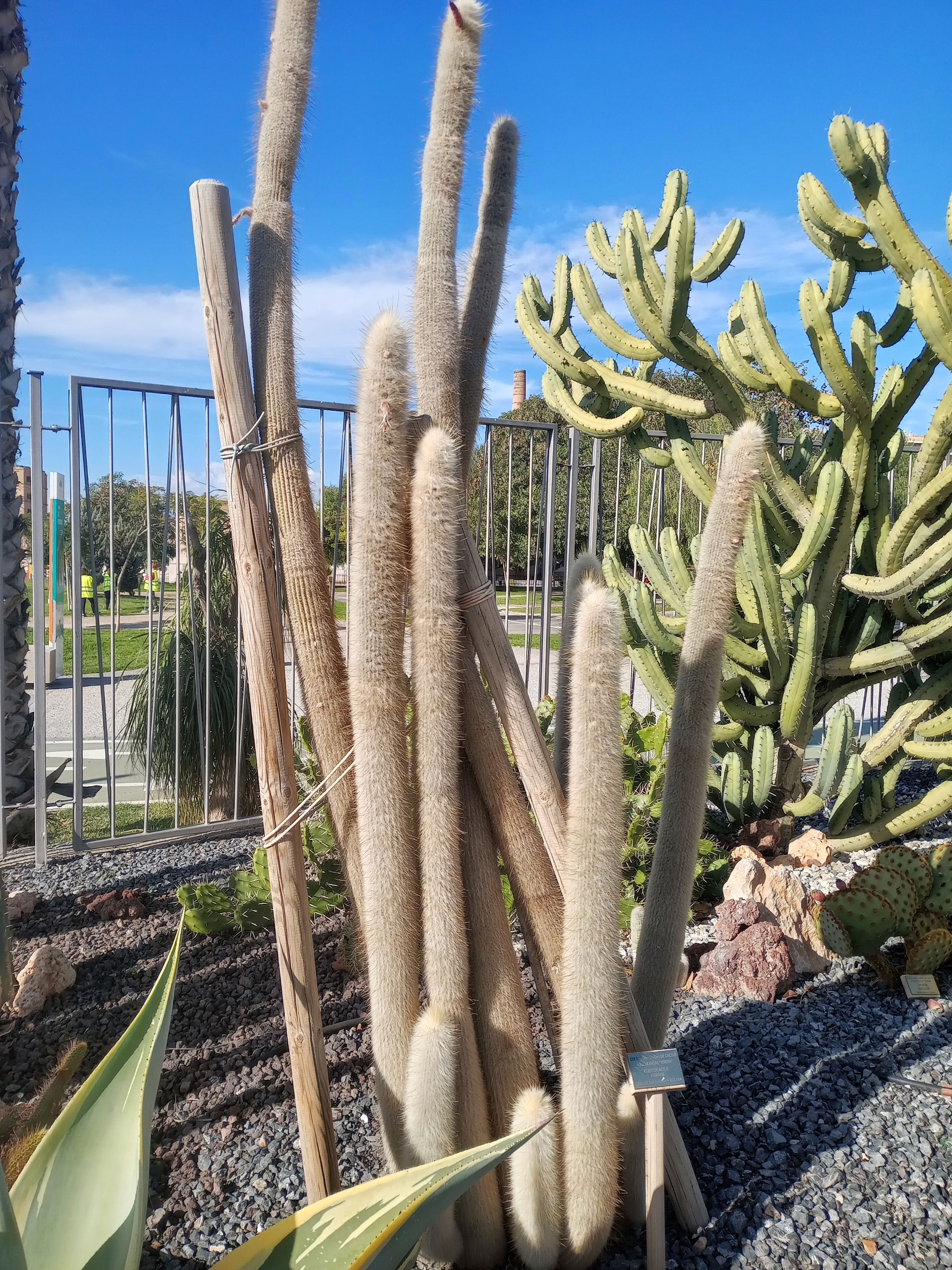 In the Cactus Garden