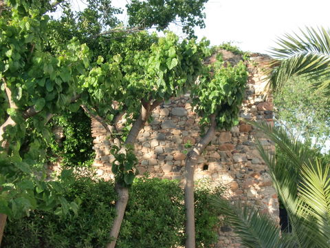 l'Ardiaca view 1