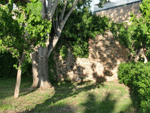 l'Ardiaca view 2