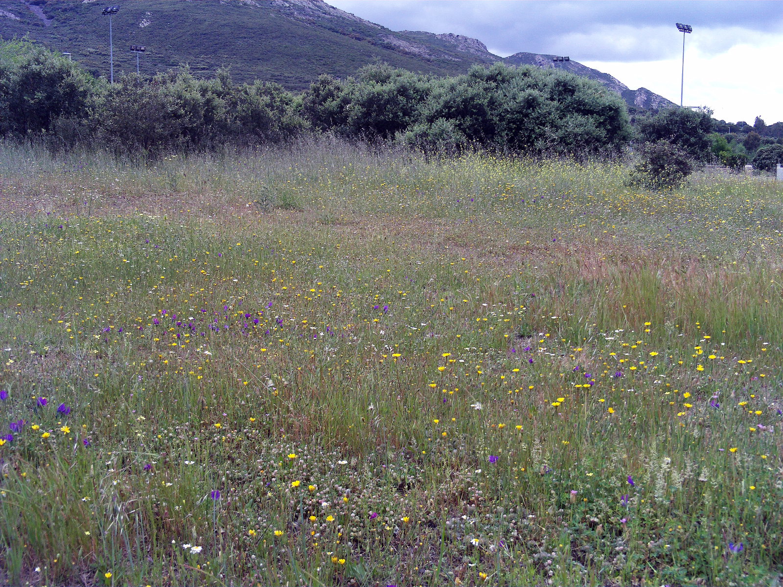 Dehesa Boyal district