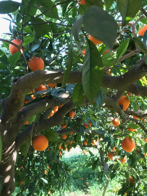 Huerta del Carmen view 1