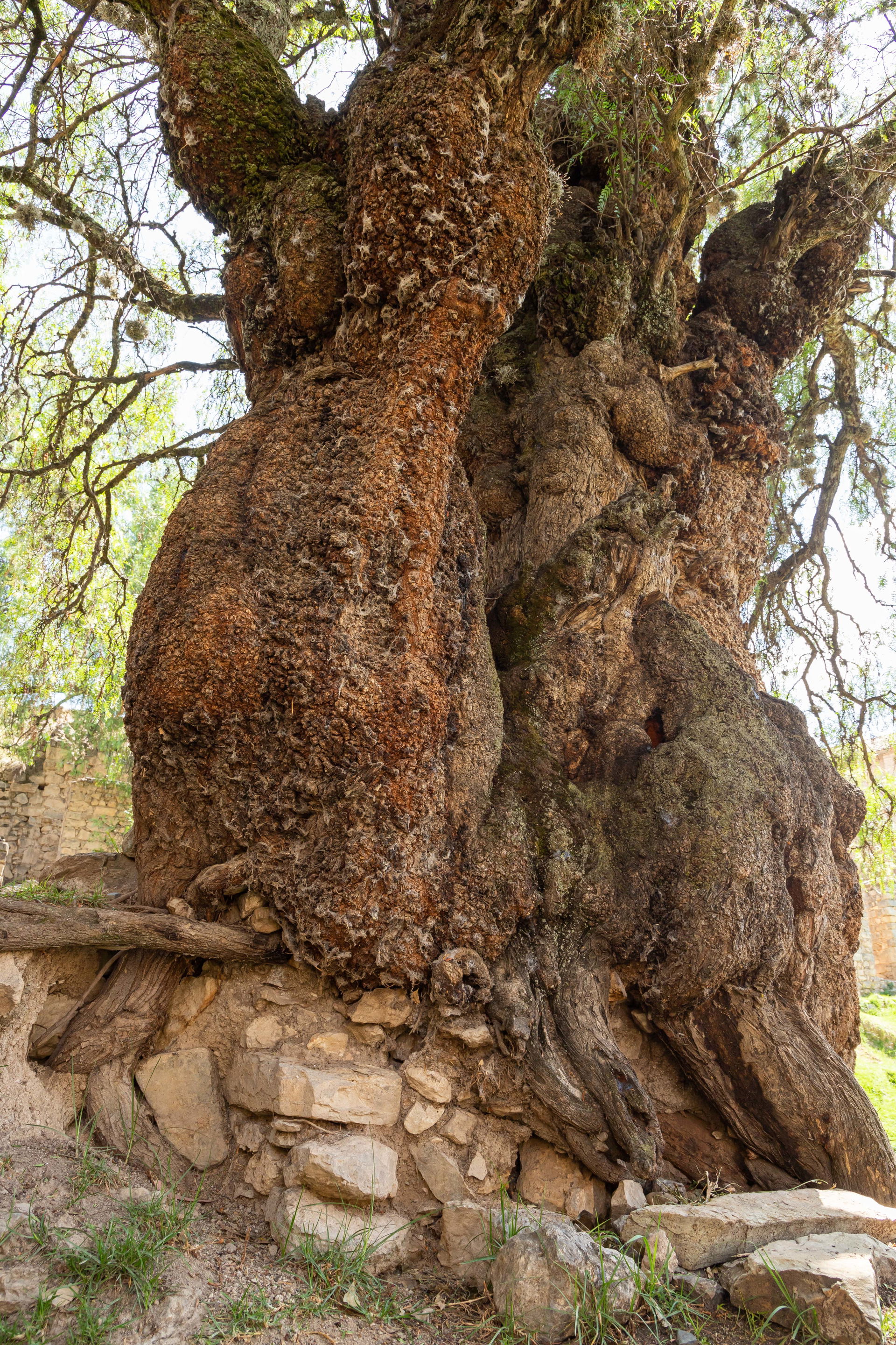 Molle (Schinus molle) heritage located in the Wariwillka Archae…
