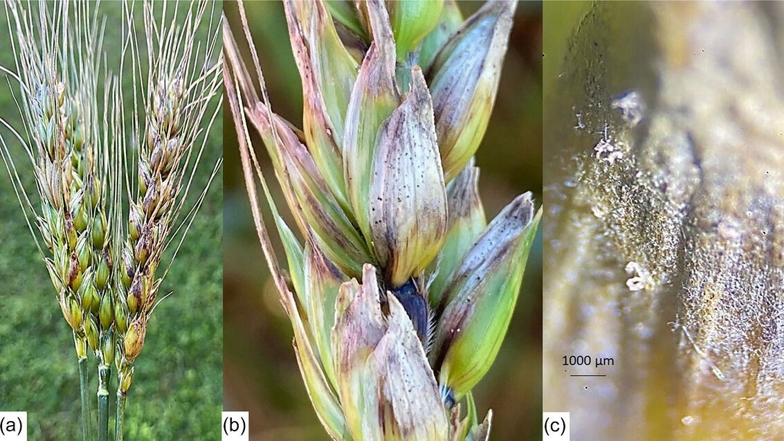 Parastagonospora nodorum causing Septoria nodorum blotch of whe…