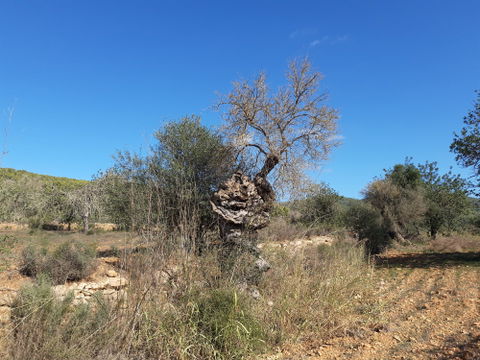 Balàfia view 2