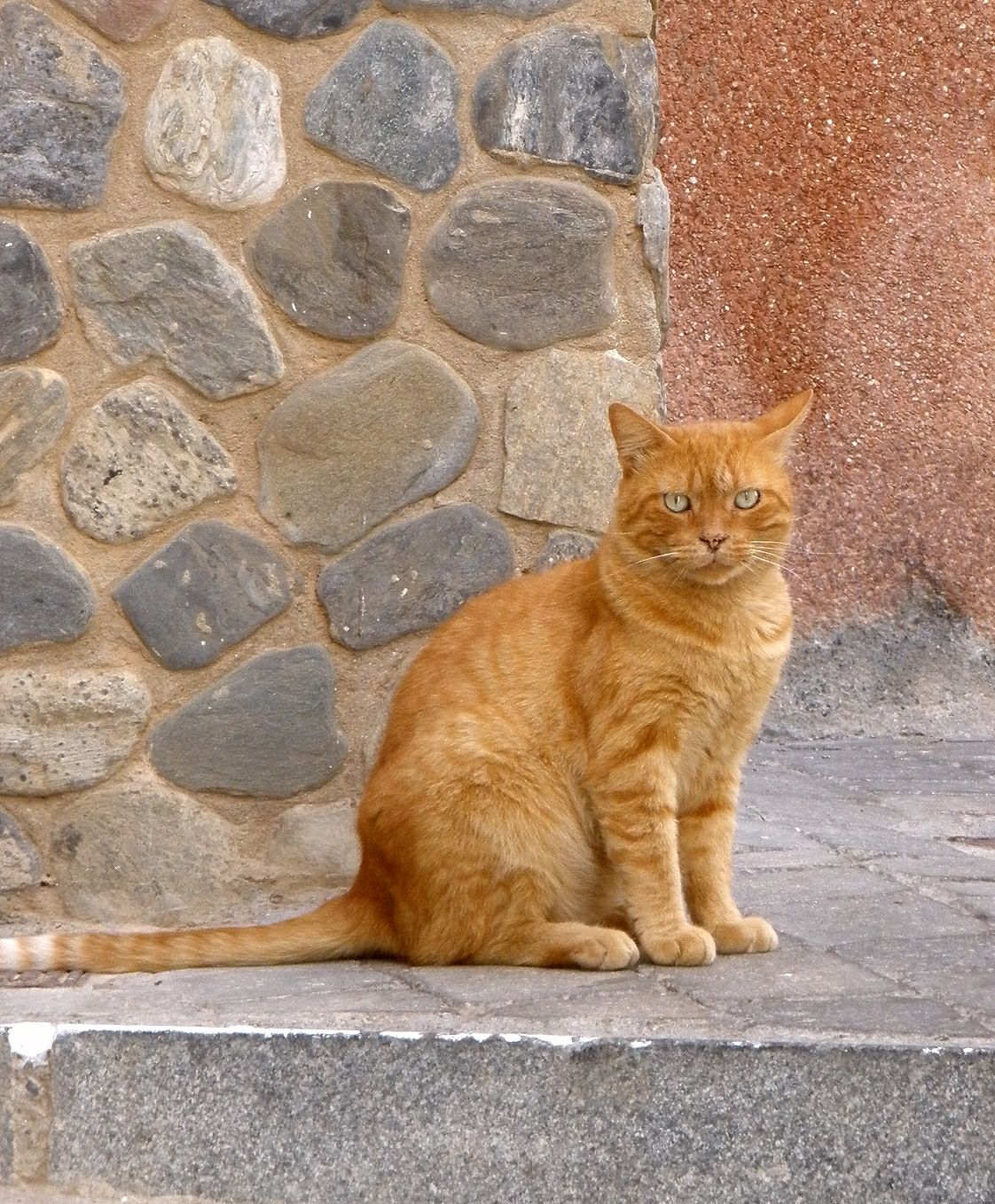 Gato en Almuñécar (Granada)