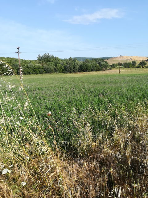Avantas view 2