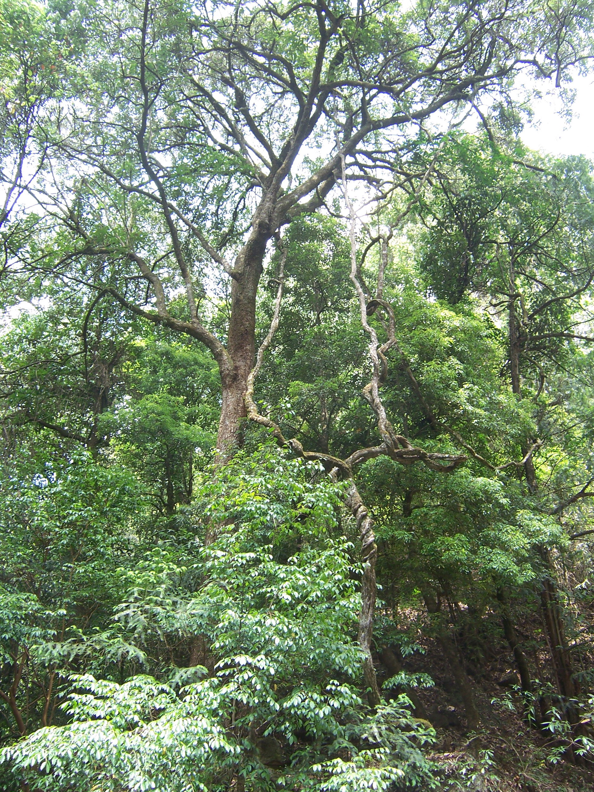 Zixi view 1