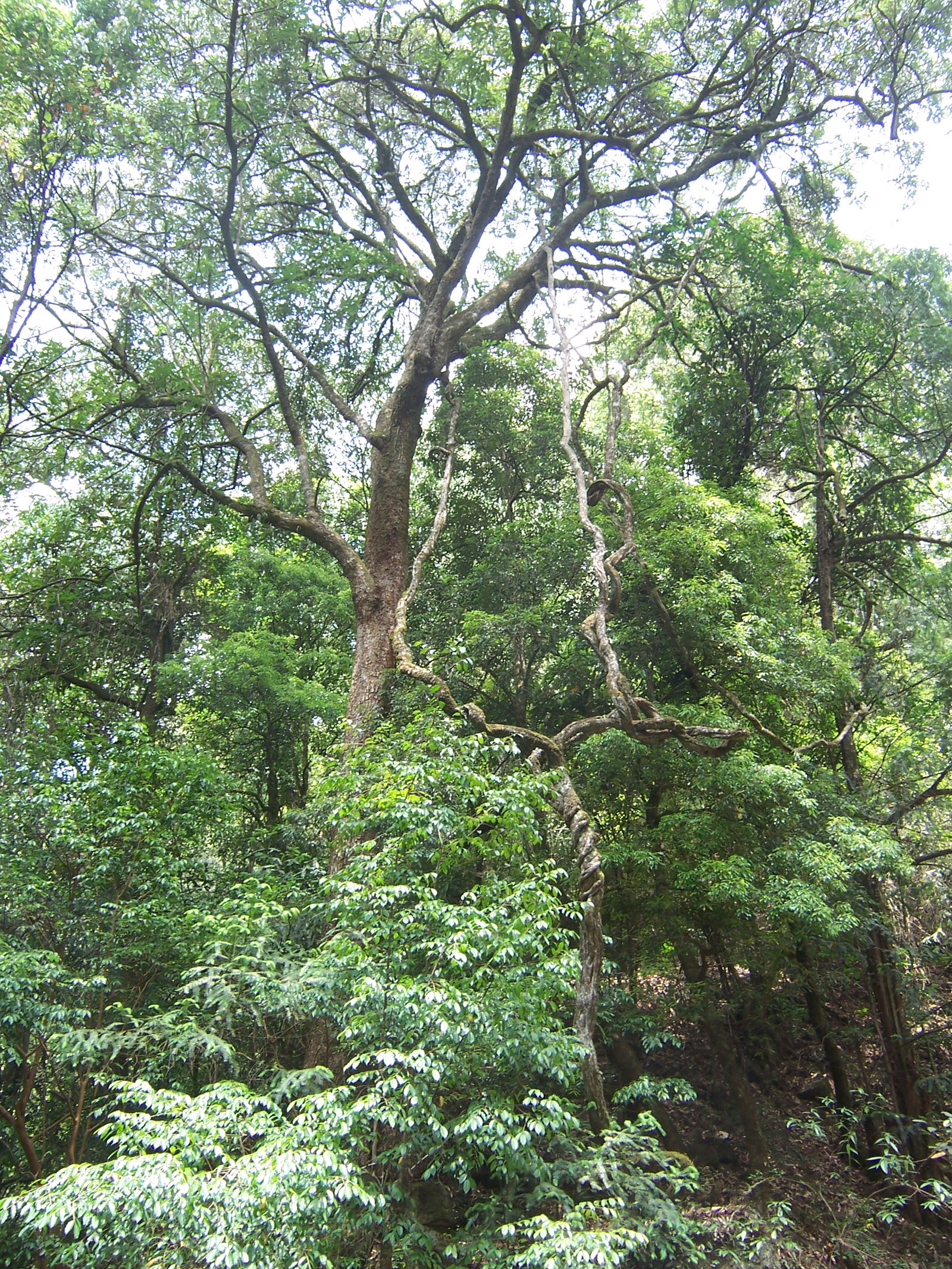 Zixi district