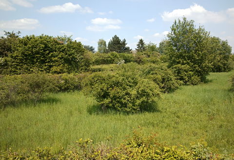 Faches-Thumesnil view 1