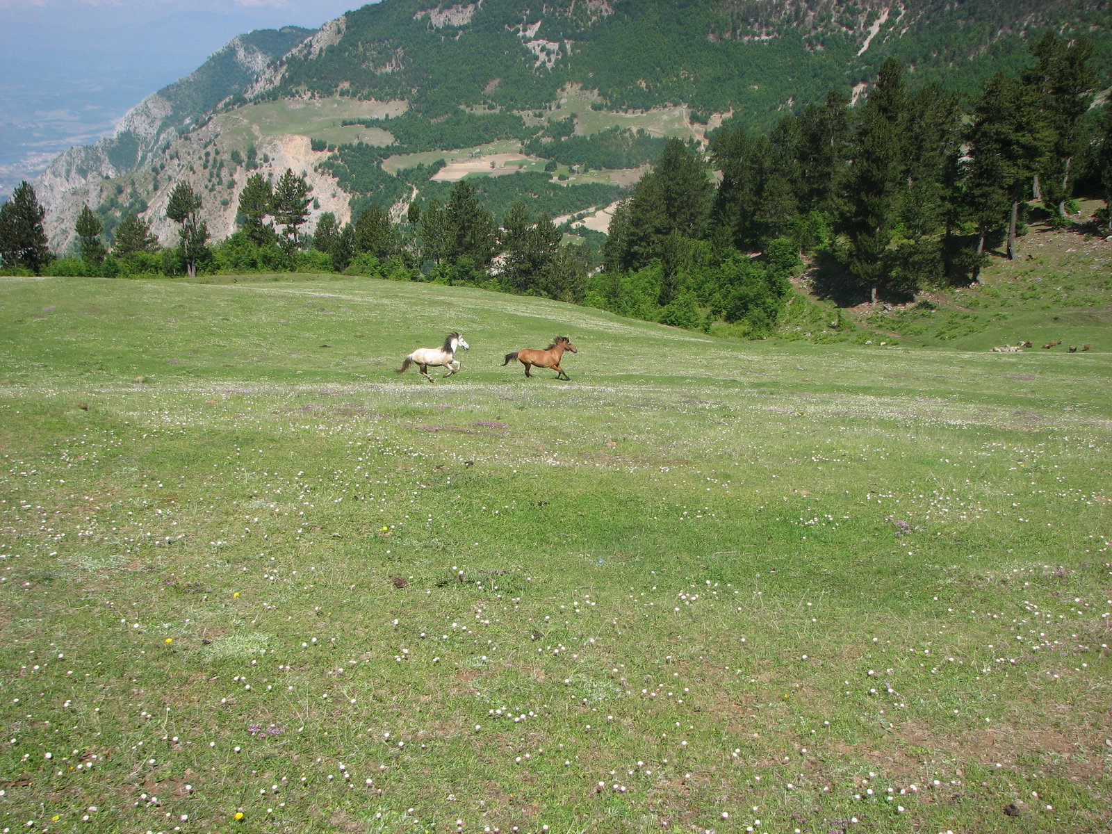Zapod district
