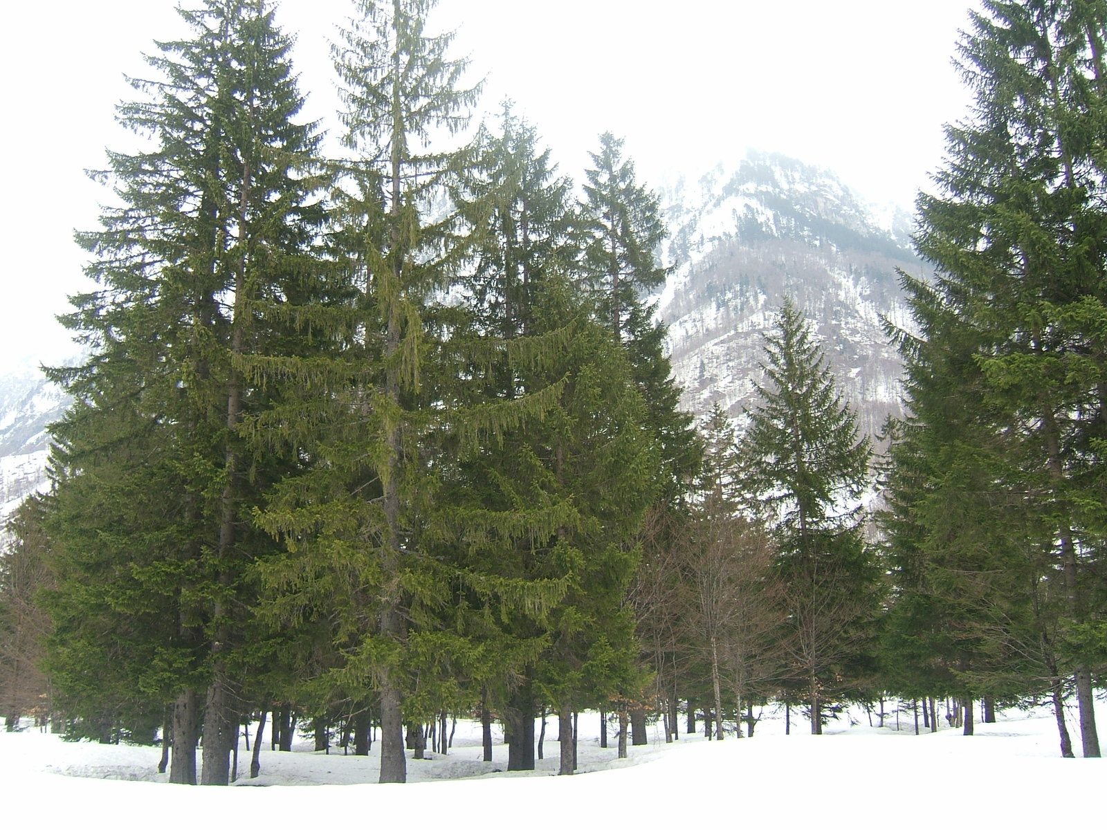 Tropojë district