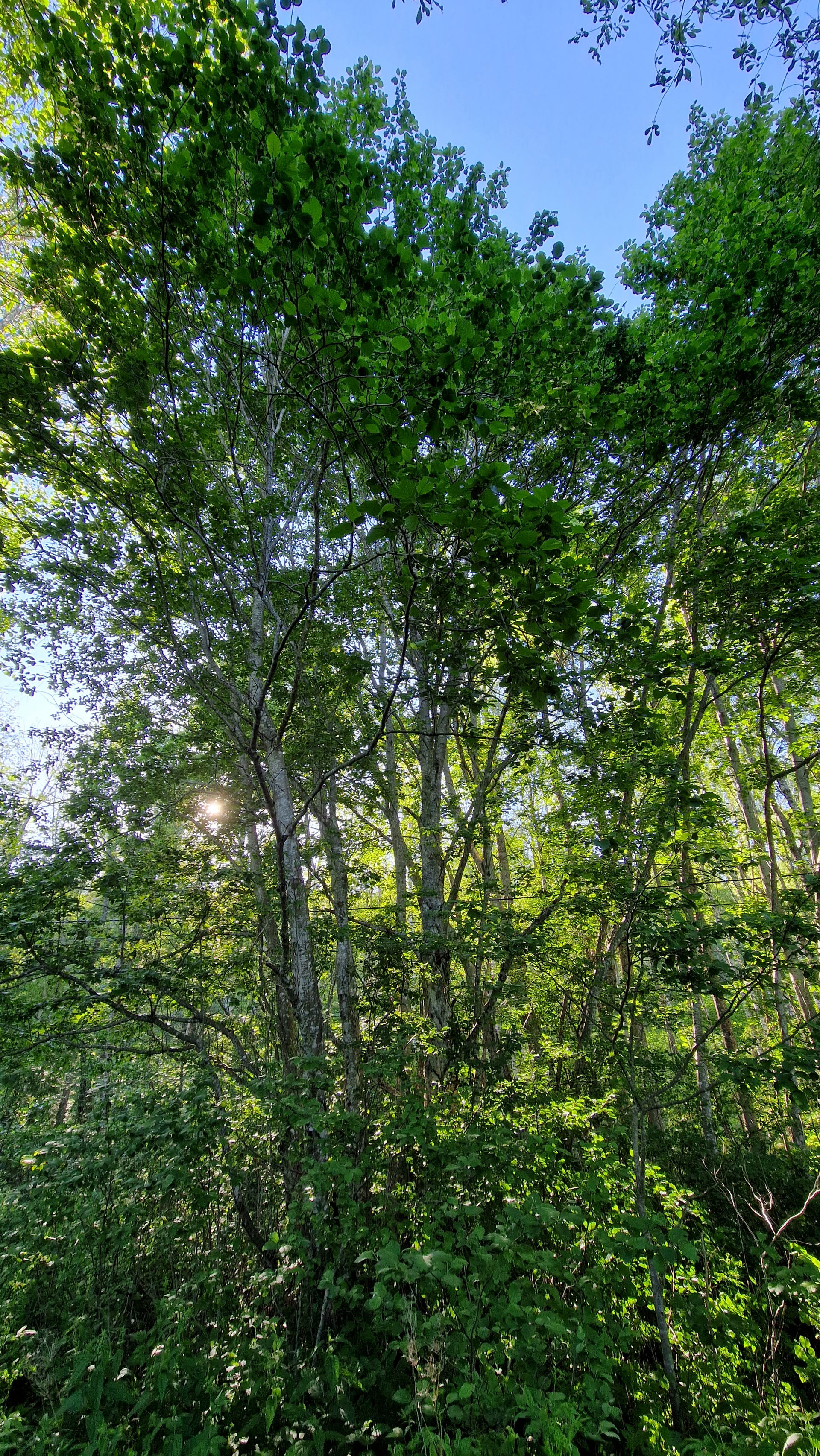 Dalbo naturreservat